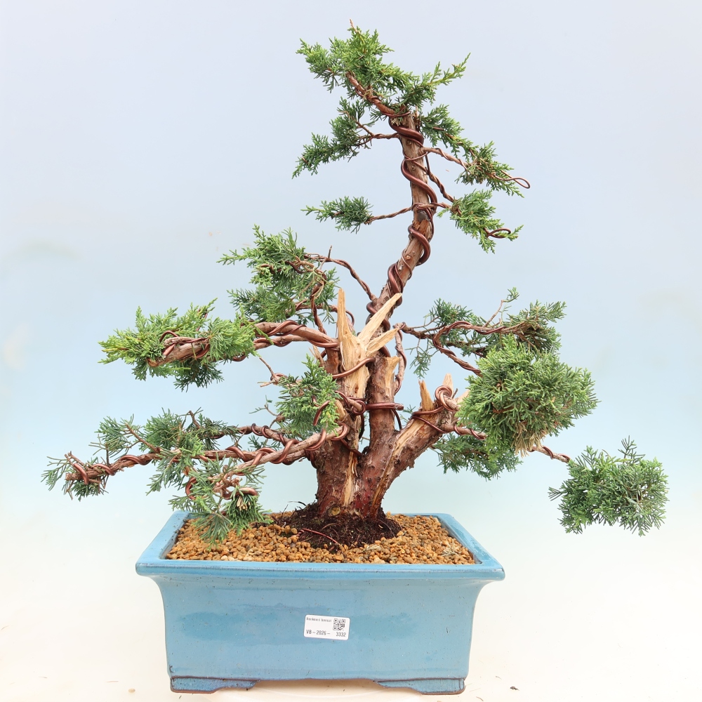 Kültéri bonsai - Juniperus chinensis Kishu