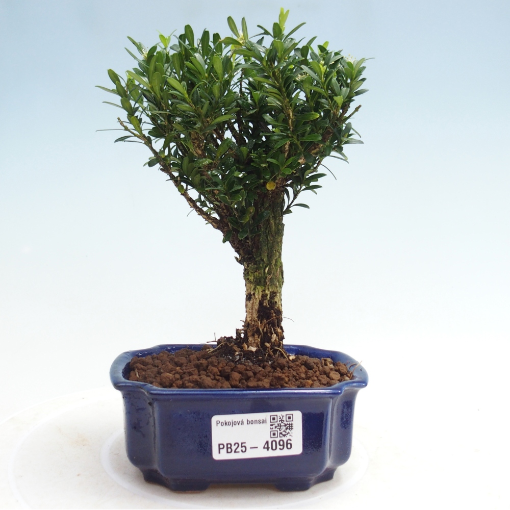 Szobai bonsai - Buxus harlandii - parafa buxus