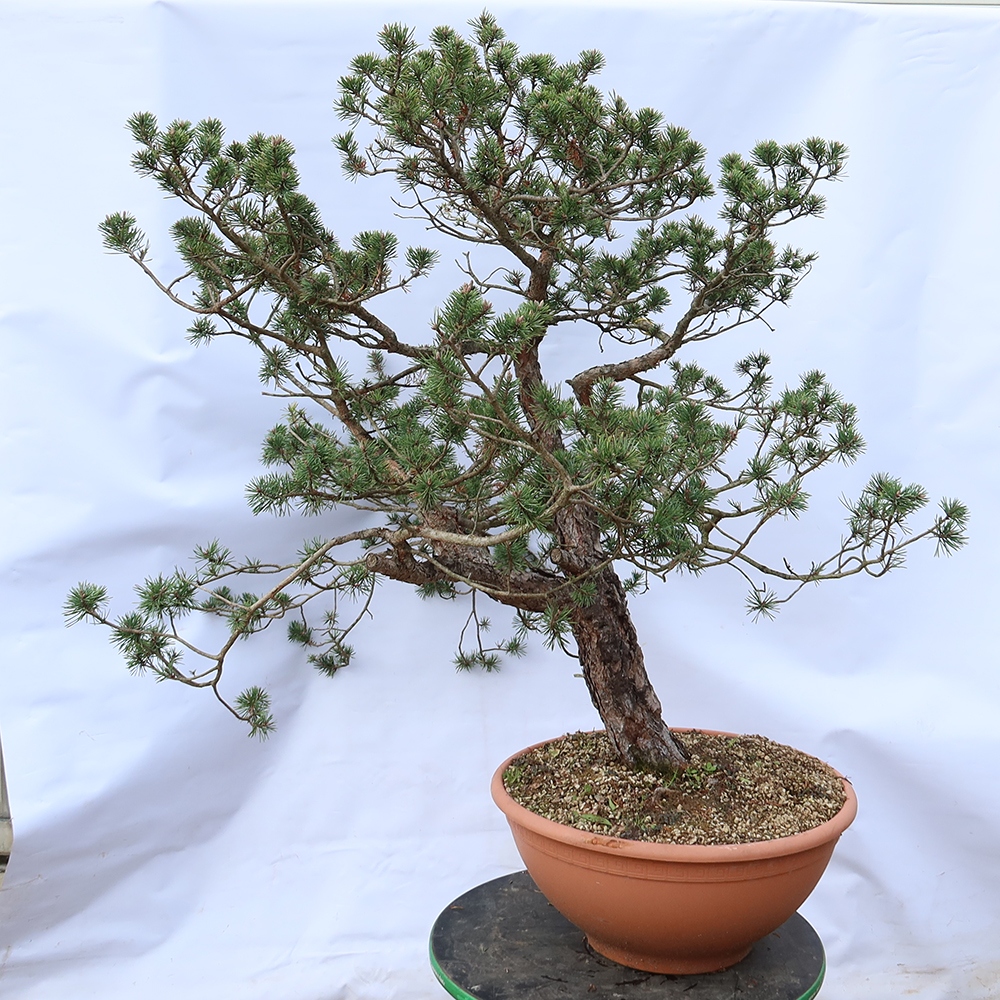 Pinus sylvestris Spanyolország – erdei fenyő