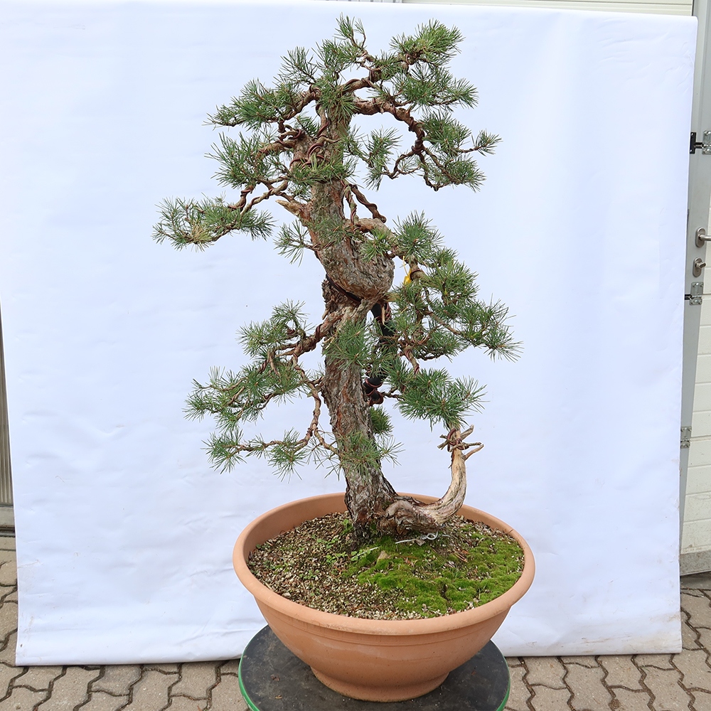 Pinus sylvestris Spanyolország – erdei fenyő