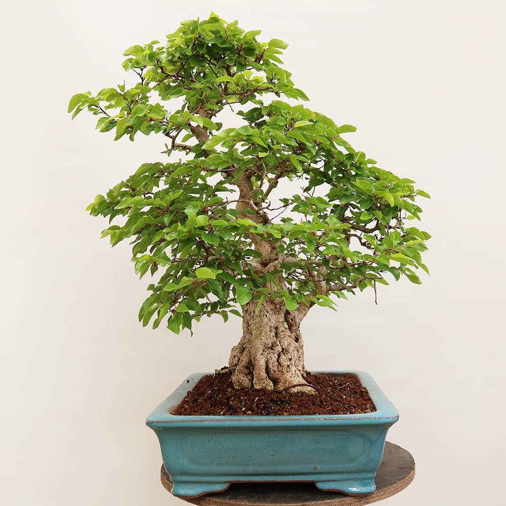 Kültéri bonsai -Carpinus Coreana - Koreai gyertyánfa