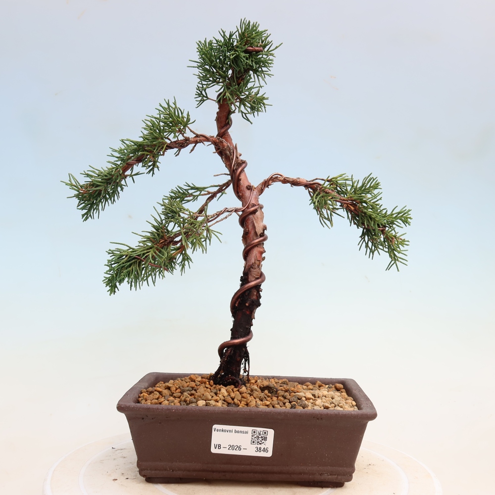 Kültéri bonsai - Juniperus chinensis Kishu
