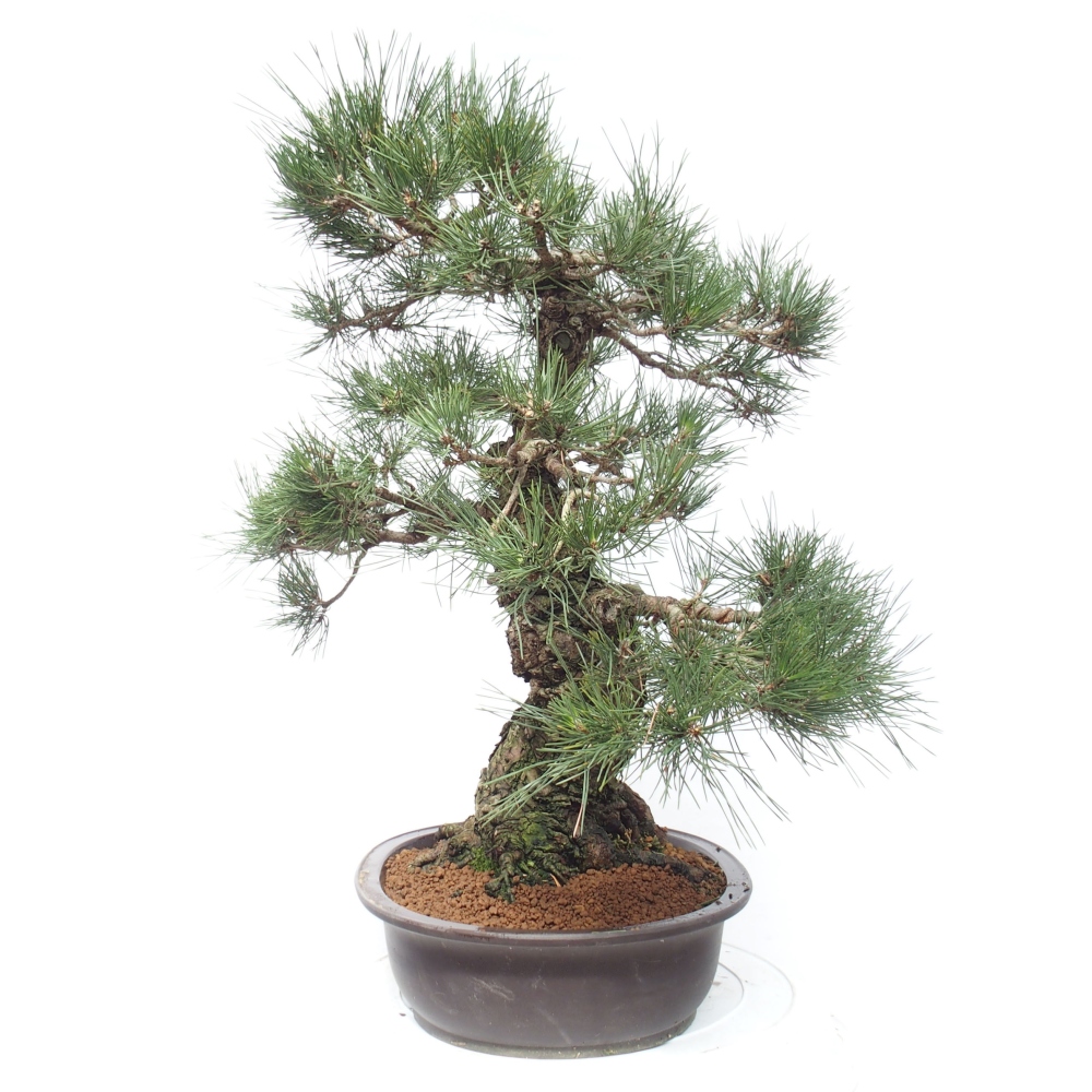Kültéri bonsai - Pinus thunbergii - Thunberg fenyő