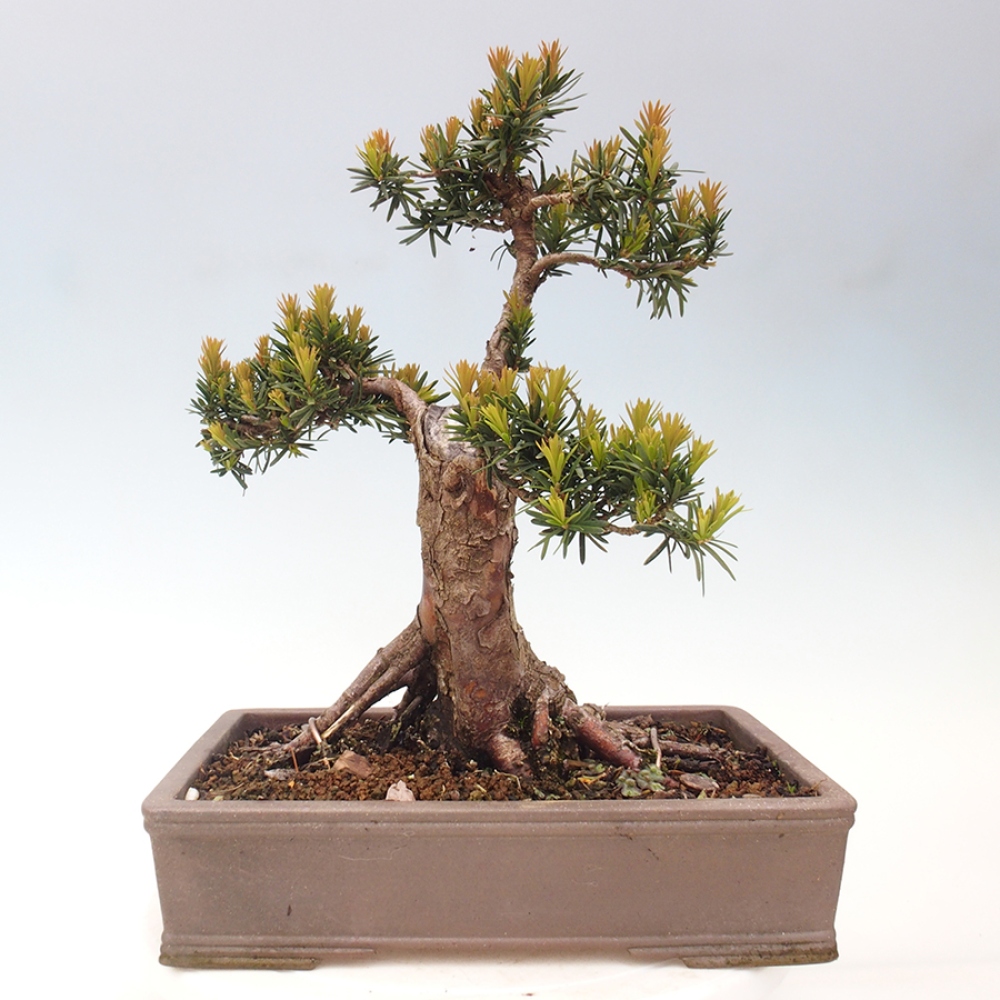 Kültéri bonsai - Taxus cuspidata - japán tiszafa