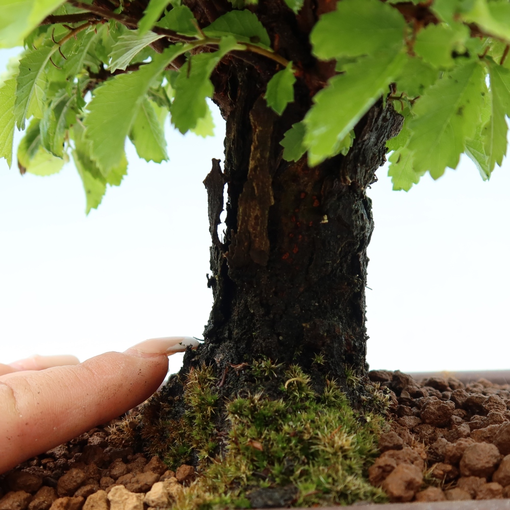Kültéri bonsai - Zelkova - Zelkova NIRE
