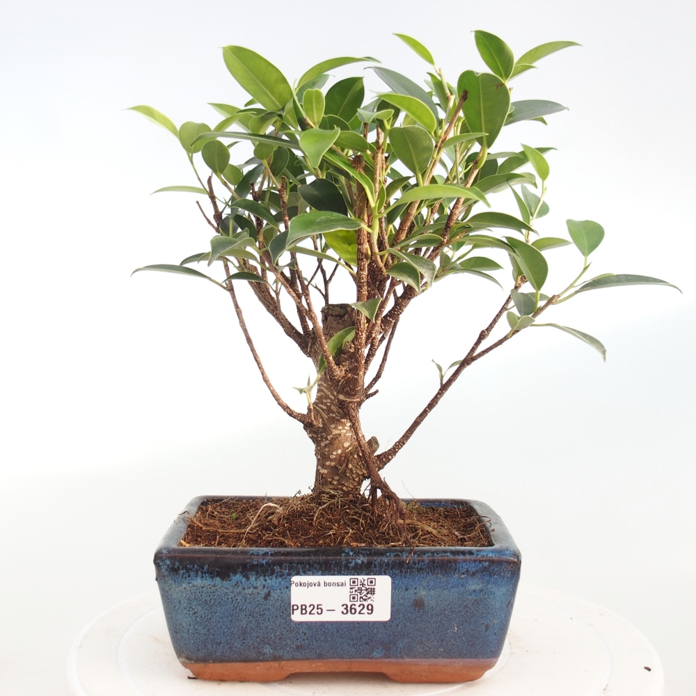 Szobai bonsai - Ficus retusa - kislevelű fikusz