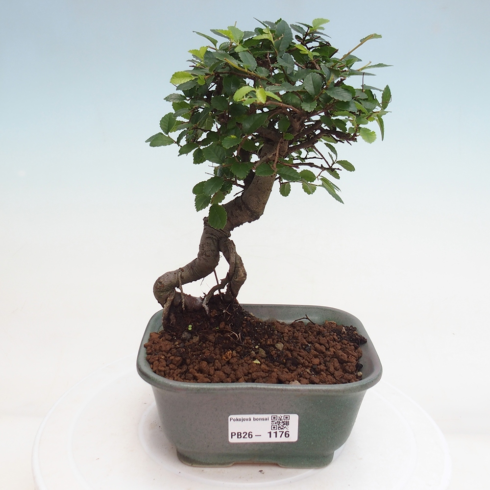 Szobai bonsai - Ulmus parvifolia - Kislevelű szilfa