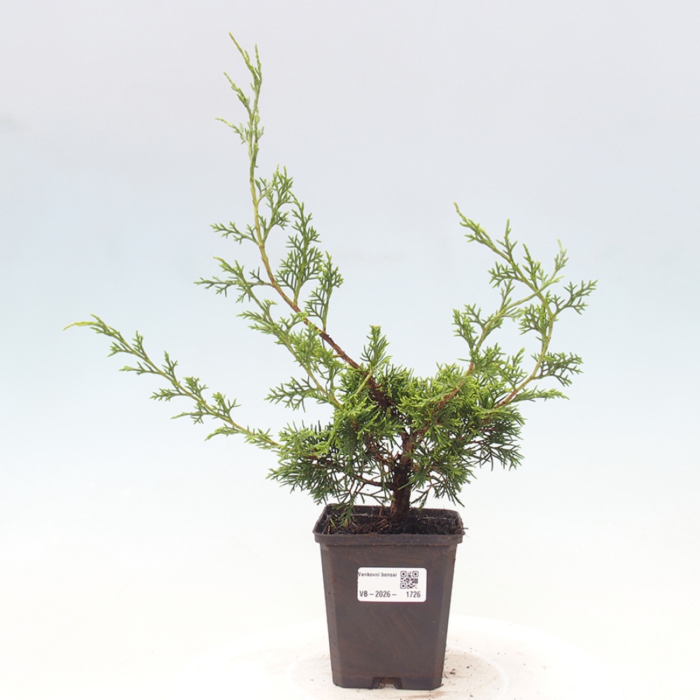 Kültéri bonsai - Juniperus chinensis Itoigawa
