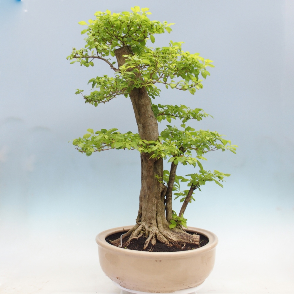 Szobai bonsai - Duranta erecta Aurea - CSAK SZEMÉLYES Begyűjtés vagy raklapos szállítás
