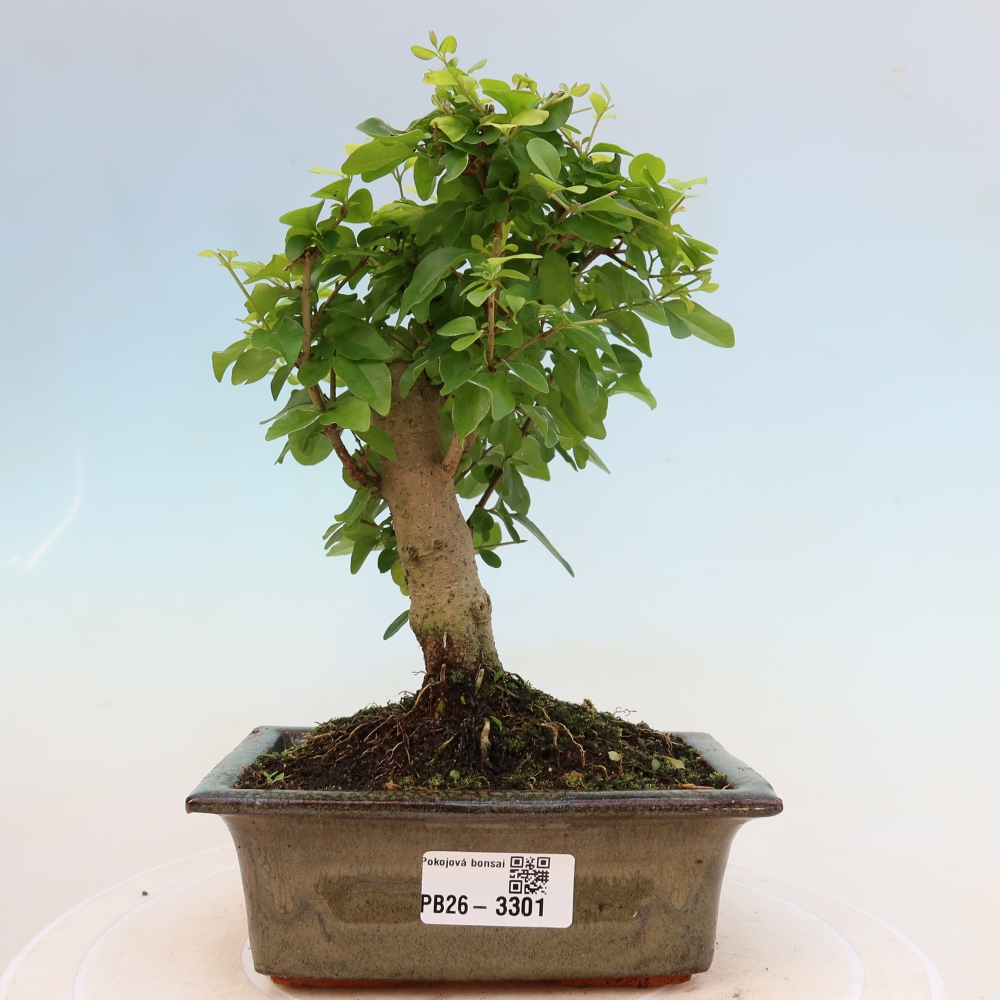 Szobai bonsai -Ligustrum chinensis - Madárcsőr