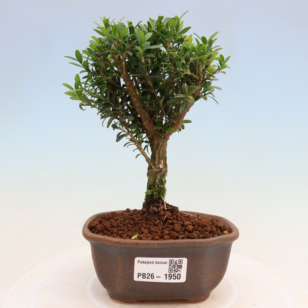 Szobai bonsai - Buxus harlandii - parafa buxus