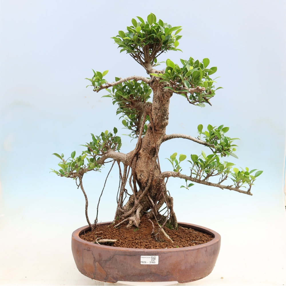Szobai bonsai - Ficus kimmen - kislevelű fikusz