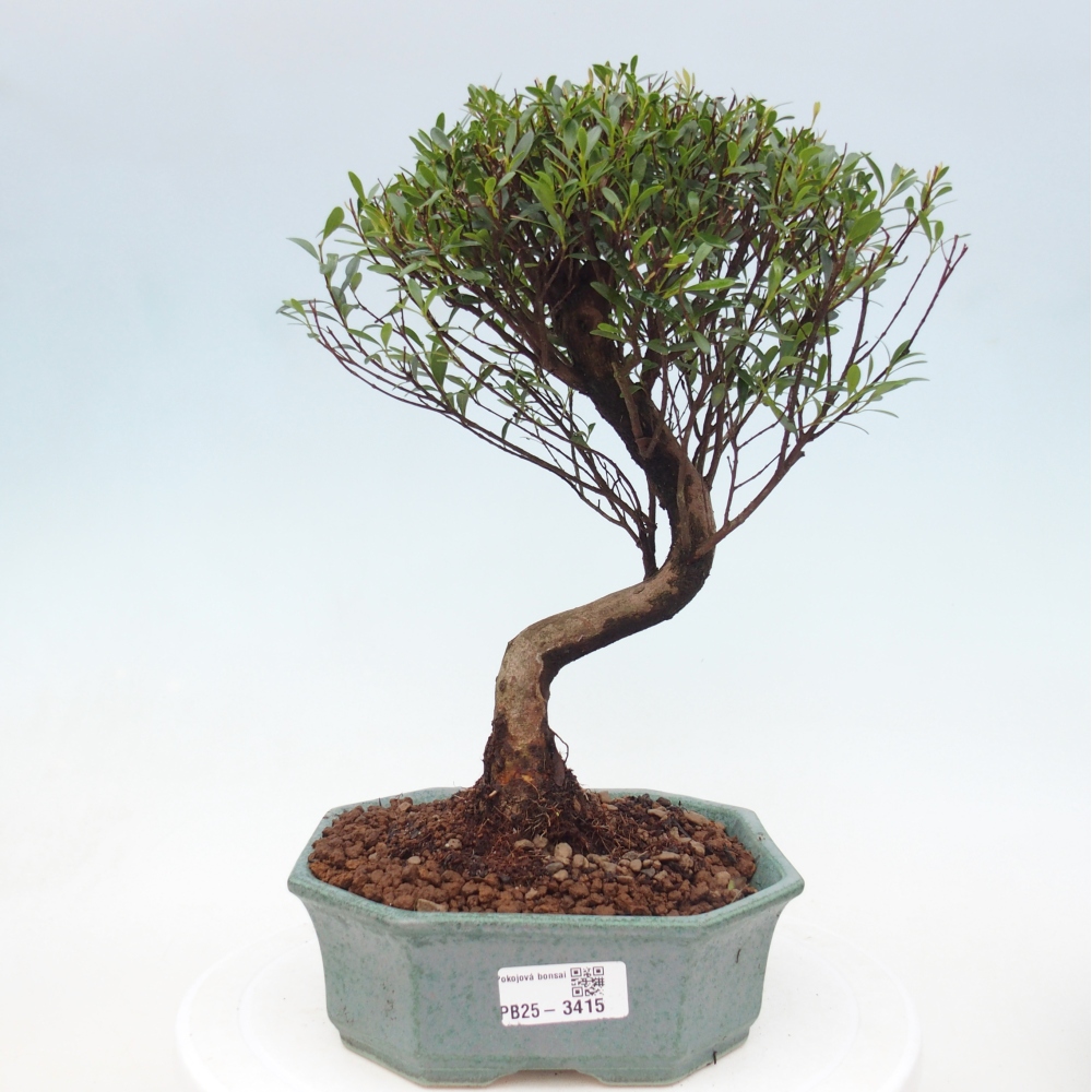 Szobai bonsai - Syzygium - Pimento