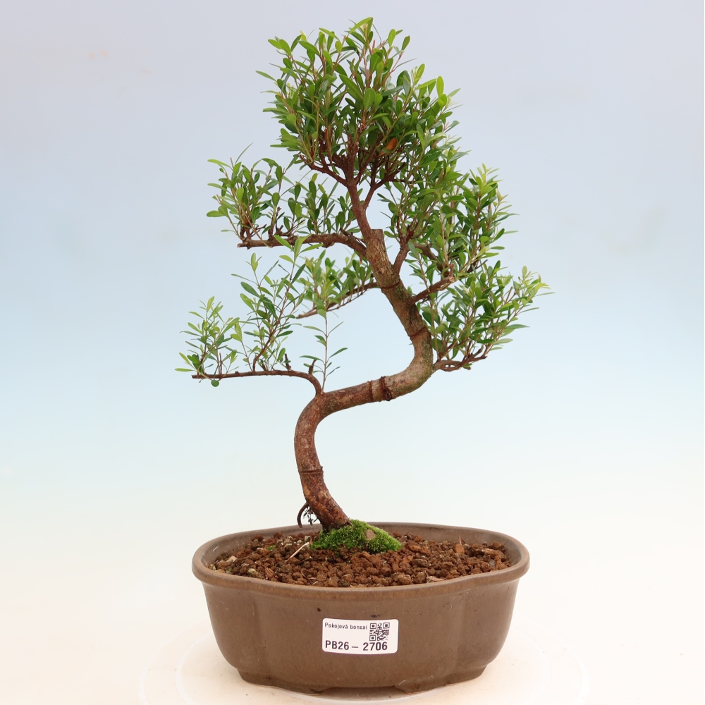 Szobai bonsai - Syzygium - Pimento