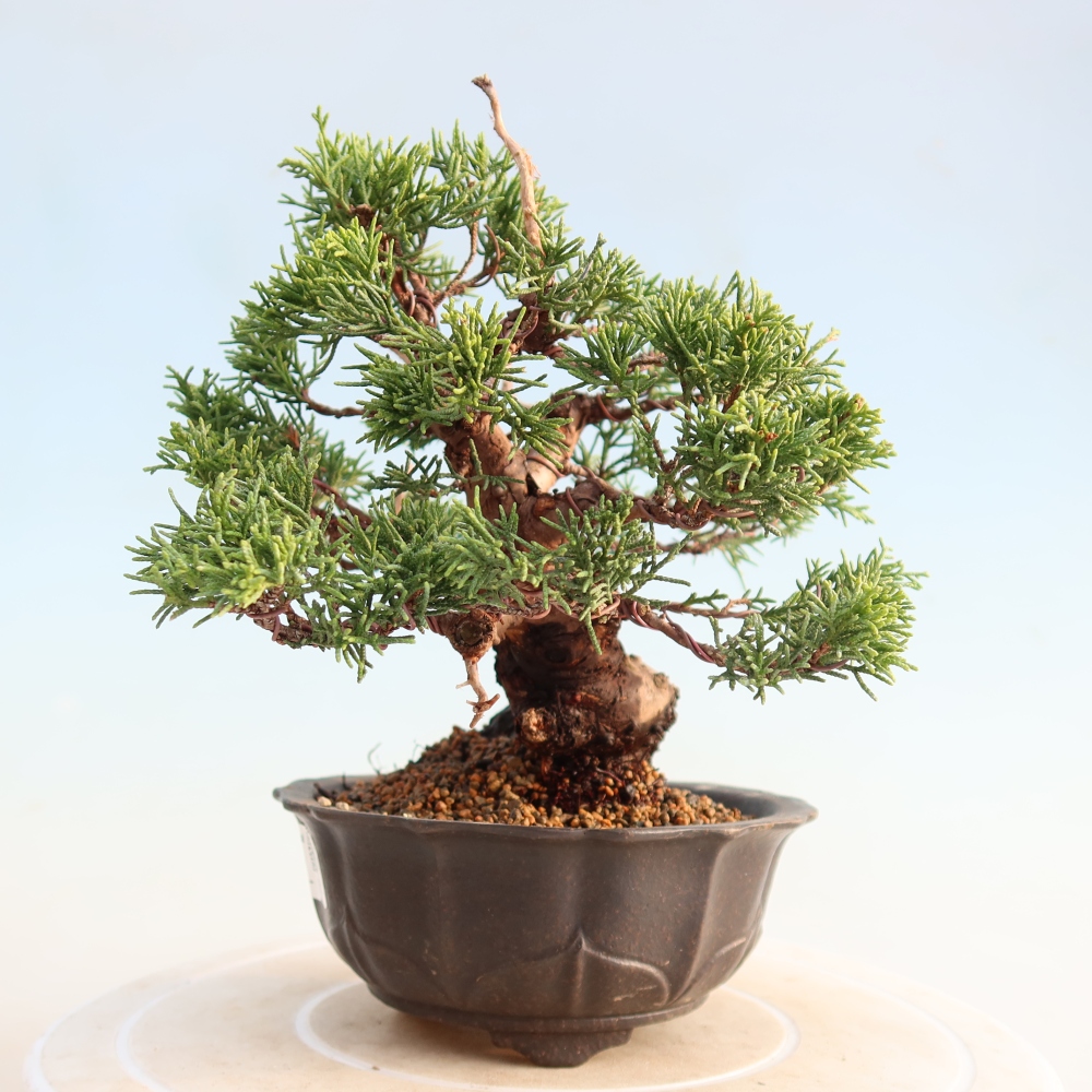 Kültéri bonsai - Juniperus chinensis Itoigawa