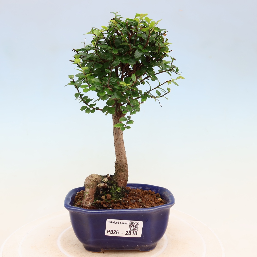 Szobai bonsai - Ulmus parvifolia - Kislevelű szilfa