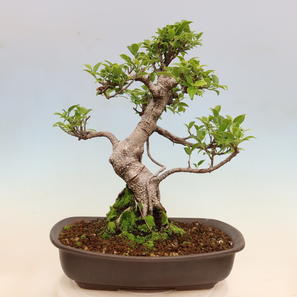 Szobai bonsai - Ficus kimmen - kislevelű fikusz