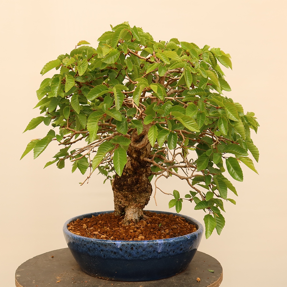 Kültéri bonsai -Carpinus Coreana - Koreai gyertyánfa