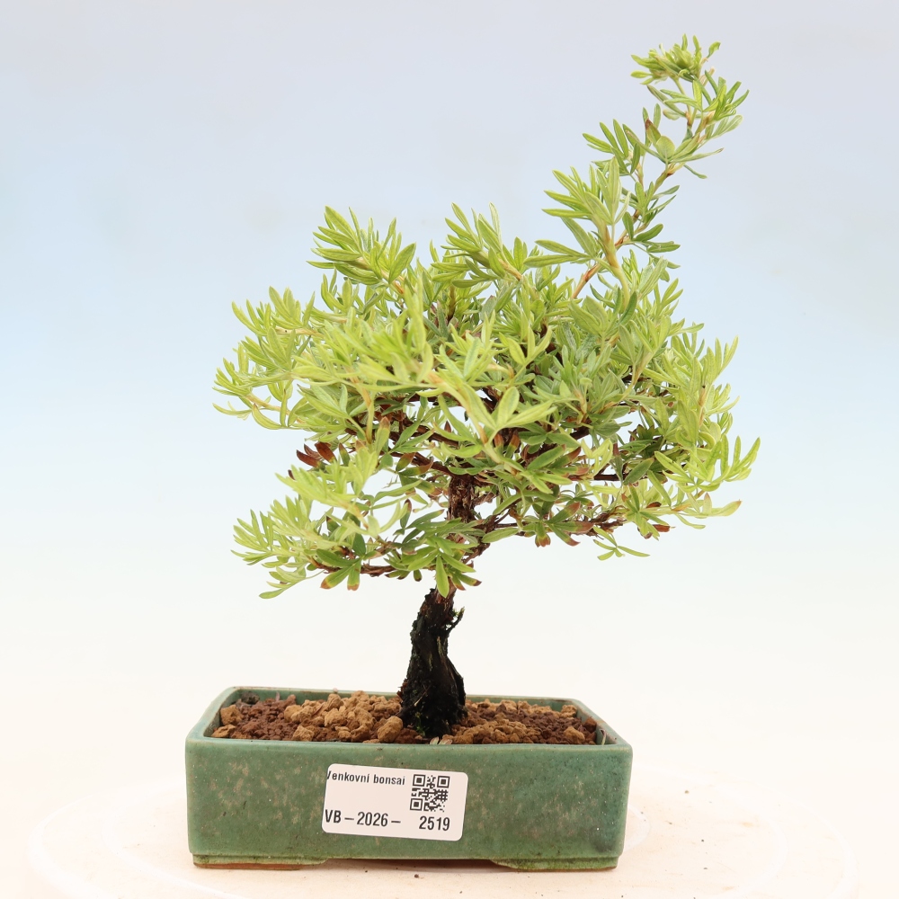 Kültéri bonsai - Potentila fruticosa