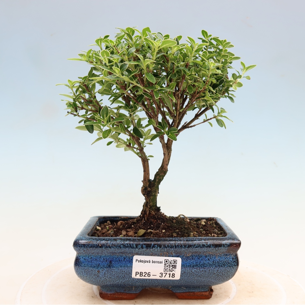 Szobai bonsai - Serissa foetida Variegata - Az ezer csillag fája