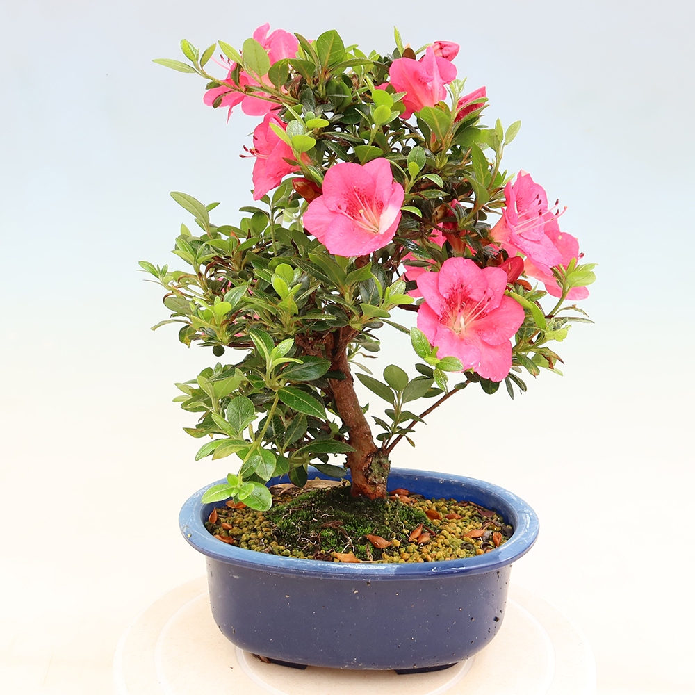 Kültéri bonsai - Japán azálea - Azalea Kobai