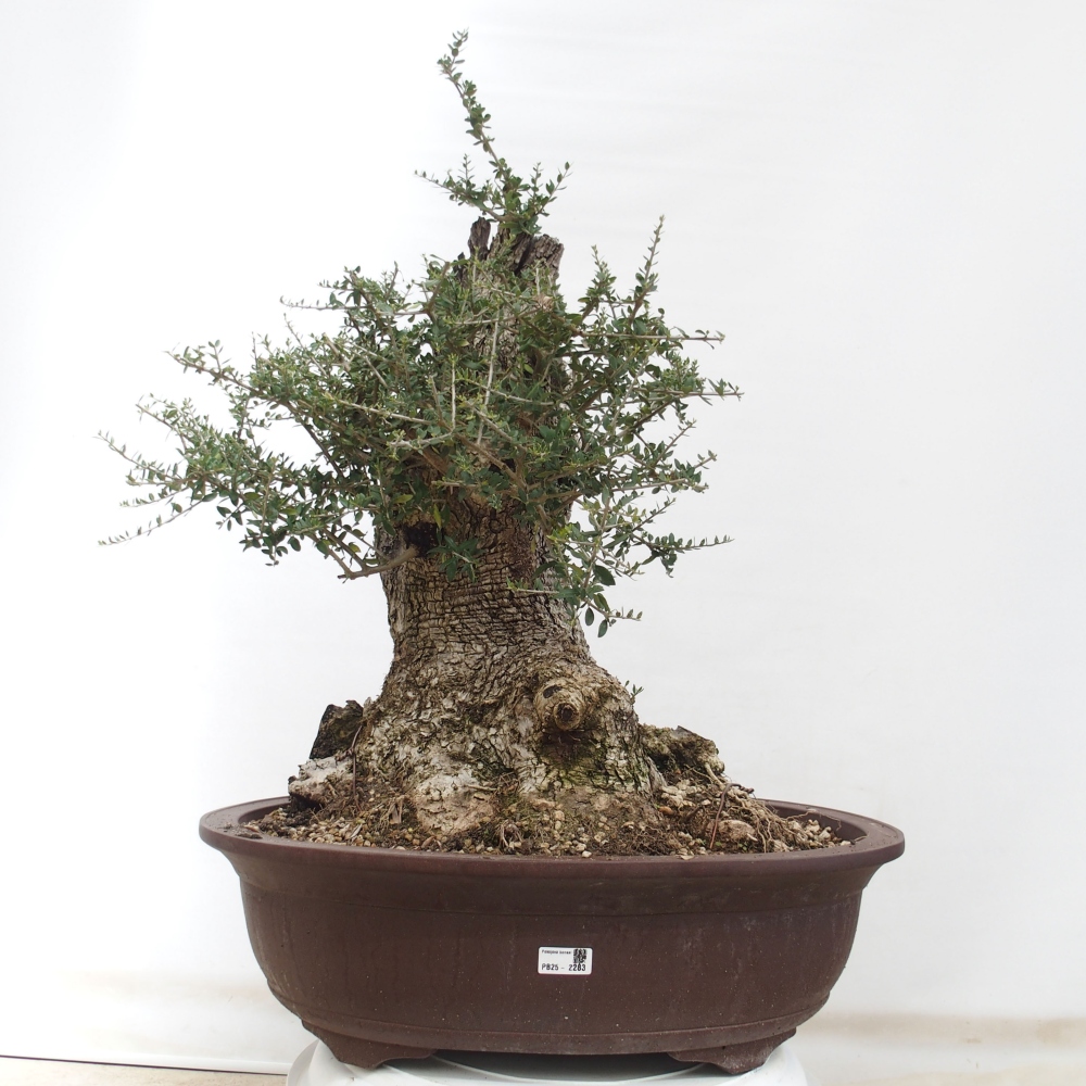 Beltéri bonsai - Olea europaea sylvestris