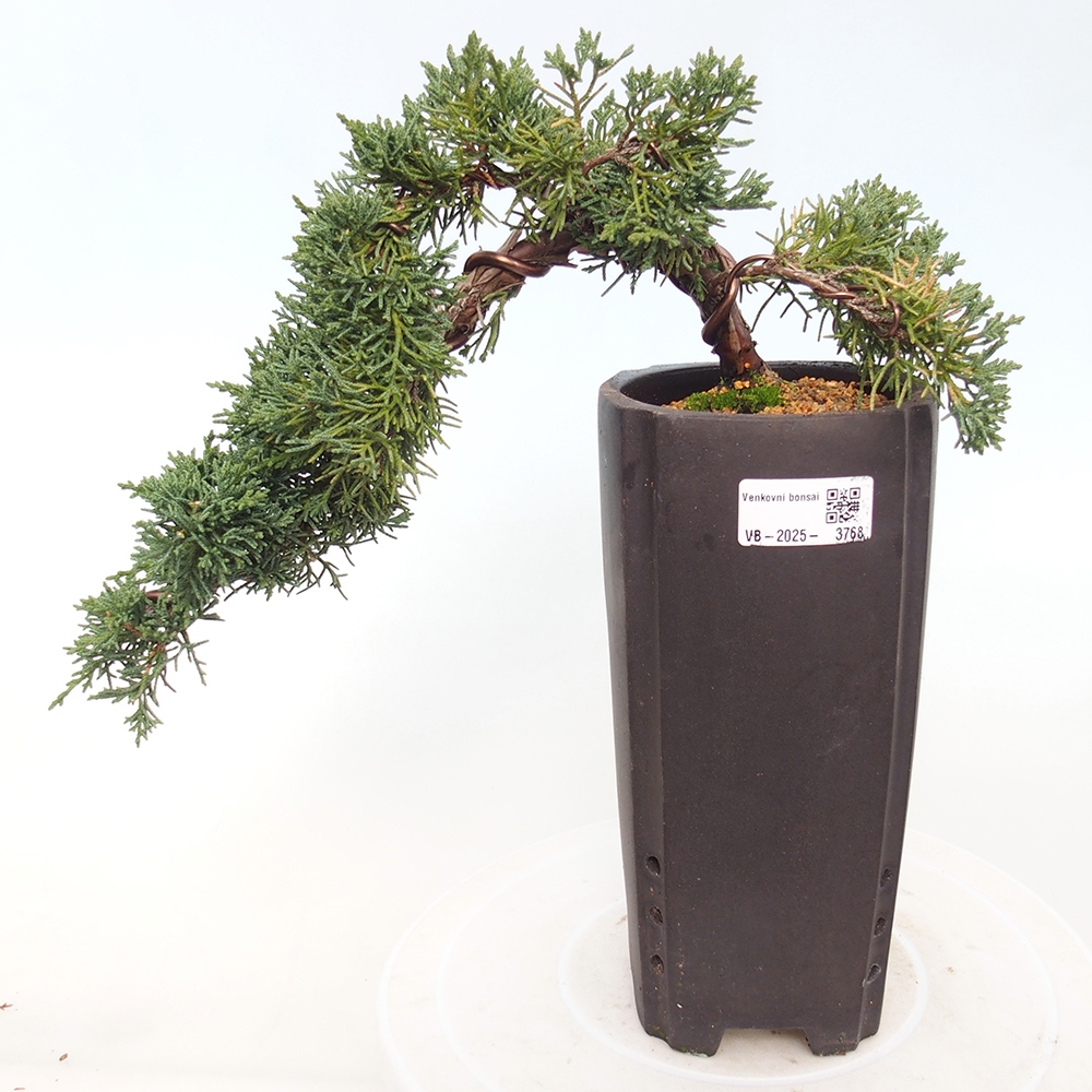 Kültéri bonsai - Juniperus chinensis Kishu
