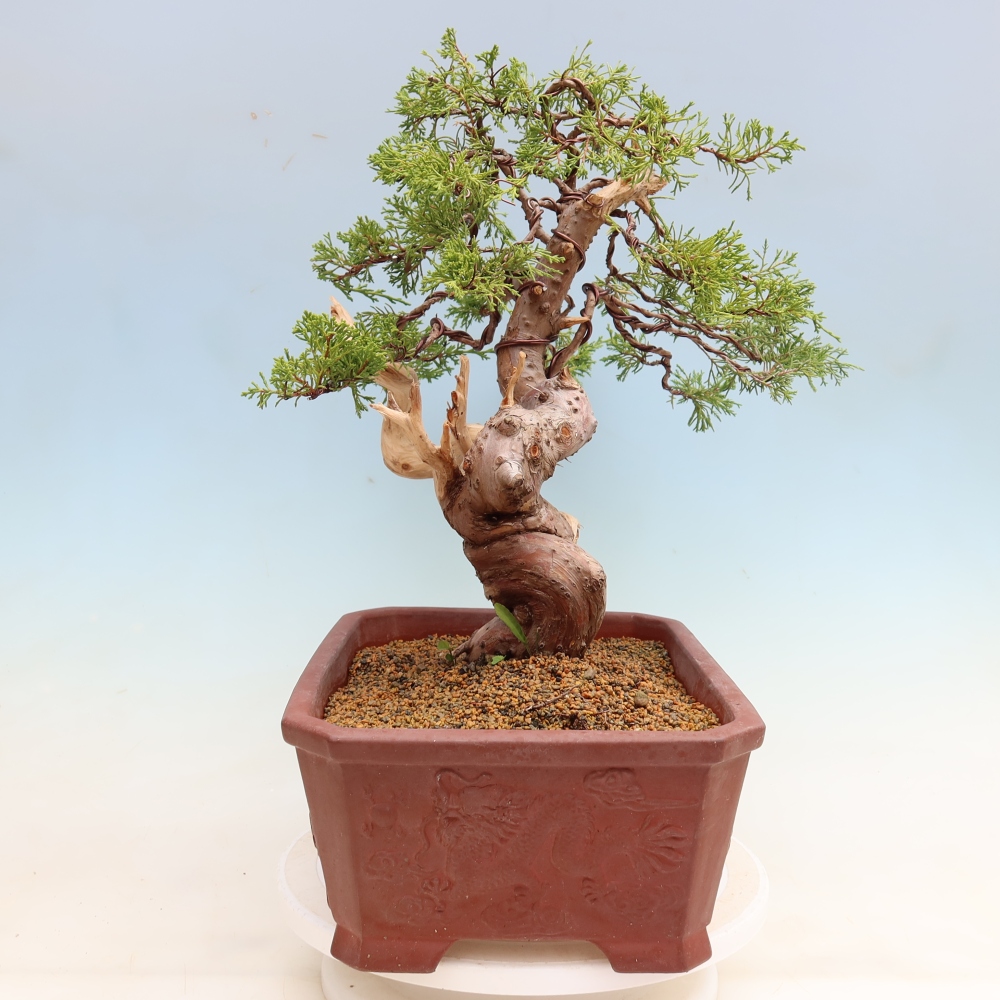 Kültéri bonsai - Juniperus chinensis Itoigawa-Juniperus chinensis