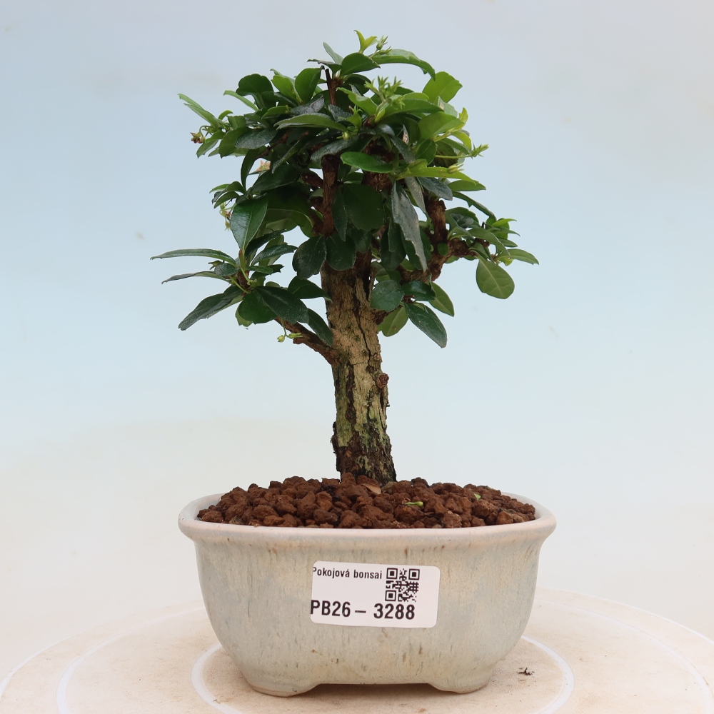 Szobai bonsai - Carmona macrophylla - Tea fuki
