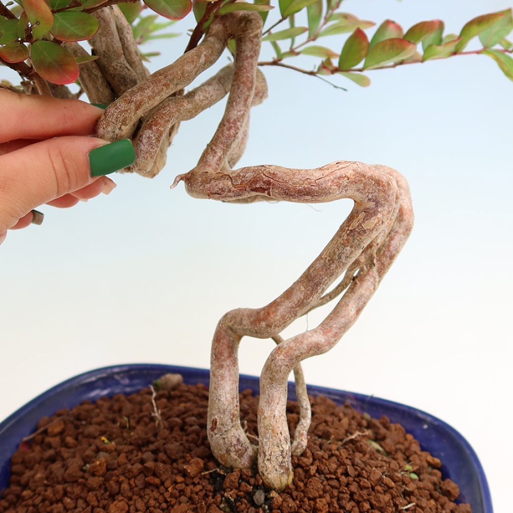 Szobabonsai – Lagerstroemia indica – indiai orgona