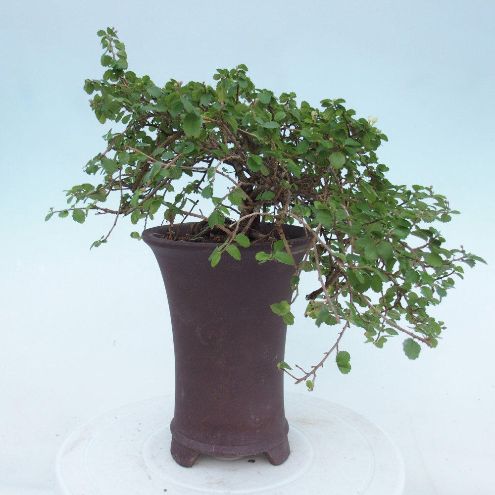Szobai bonsai - Grewia sp. - Grewia malafolia