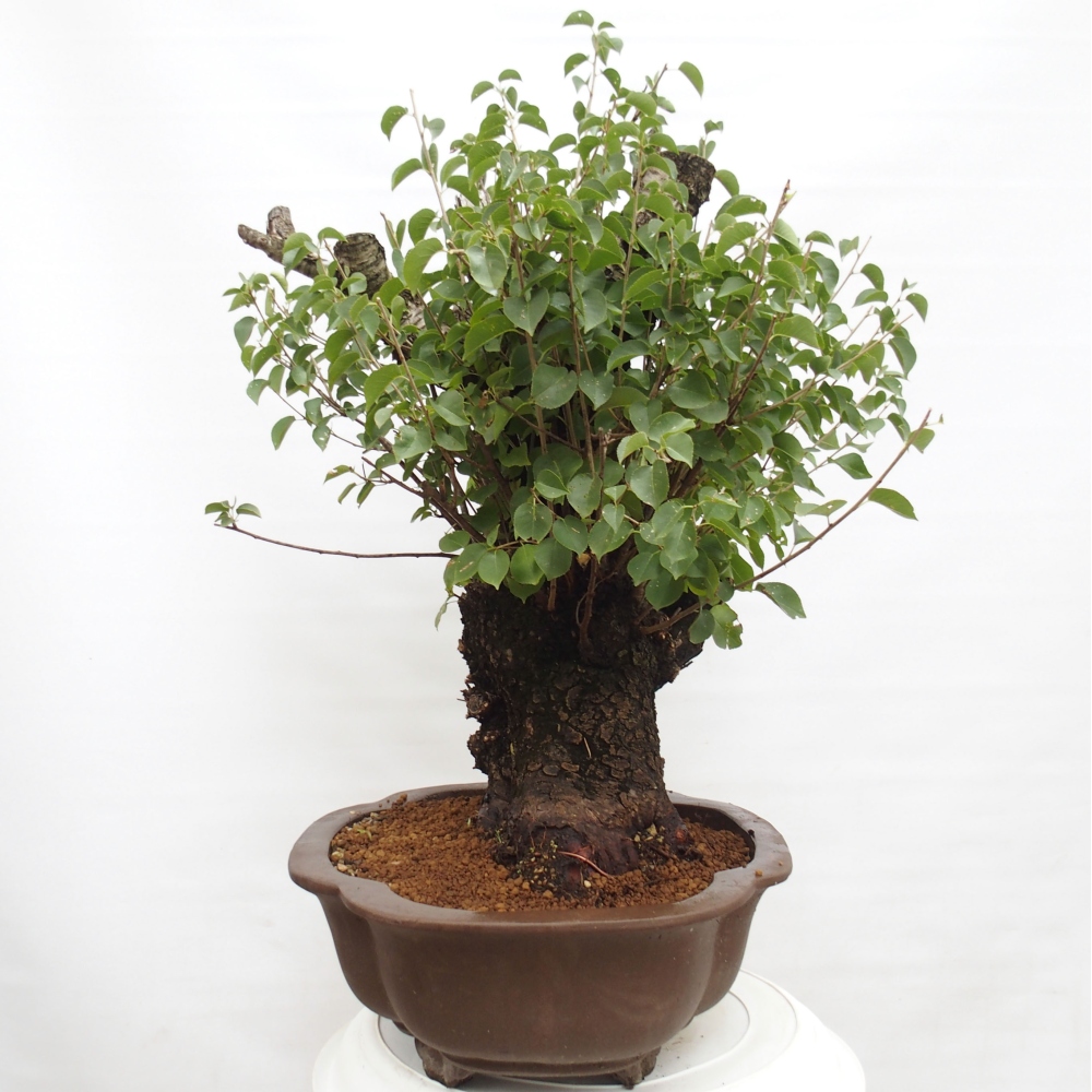 Kültéri bonsai - Mahalebka - Prunus mahaleb - Prunus mahaleb