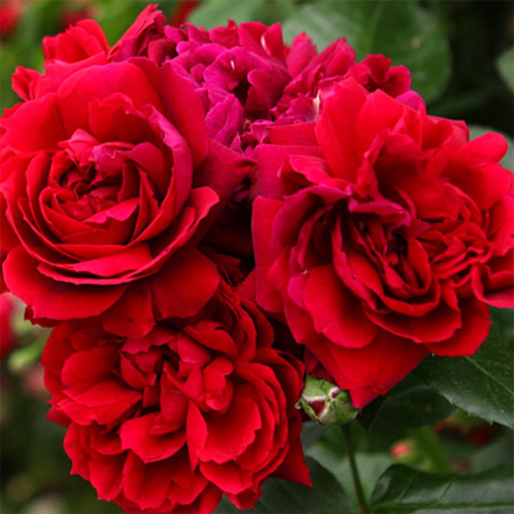 Kültéri bonsai - Rosa Kordes - rózsa