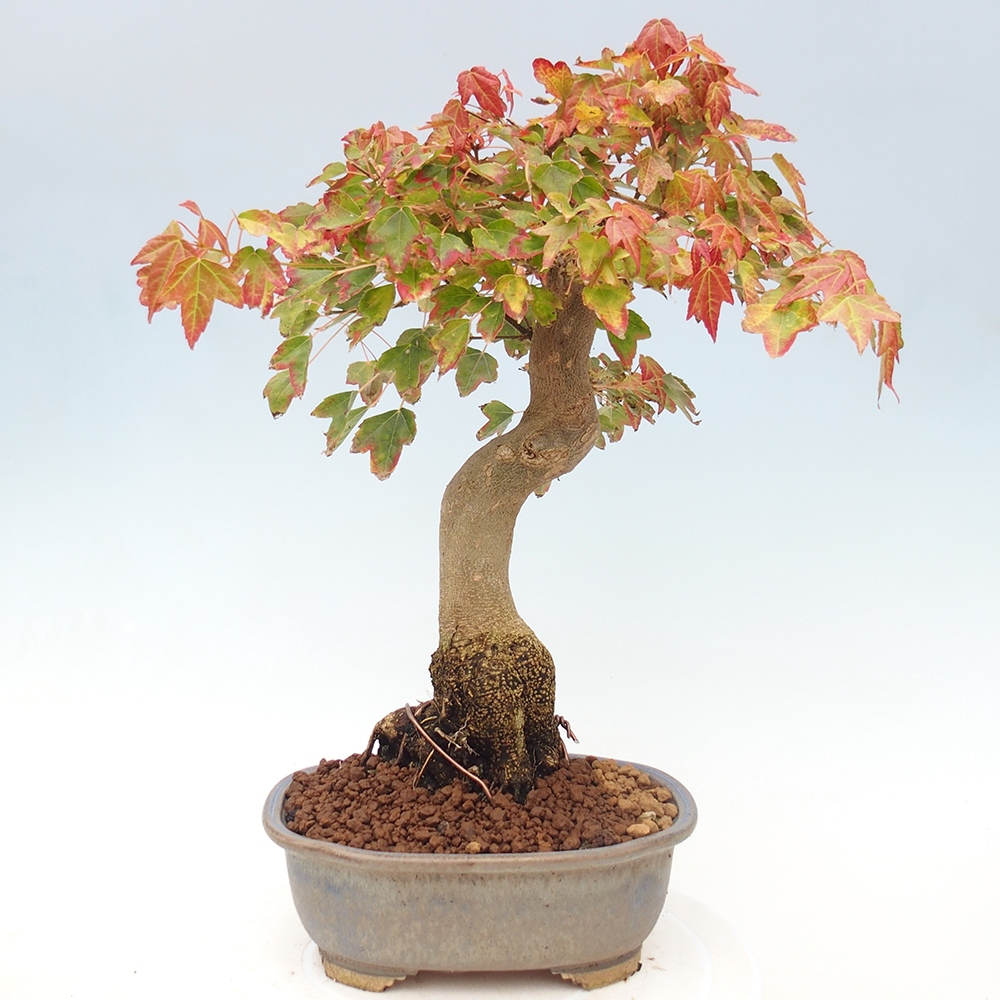 Kültéri bonsai - Acer Buergerianum - Burger juhar