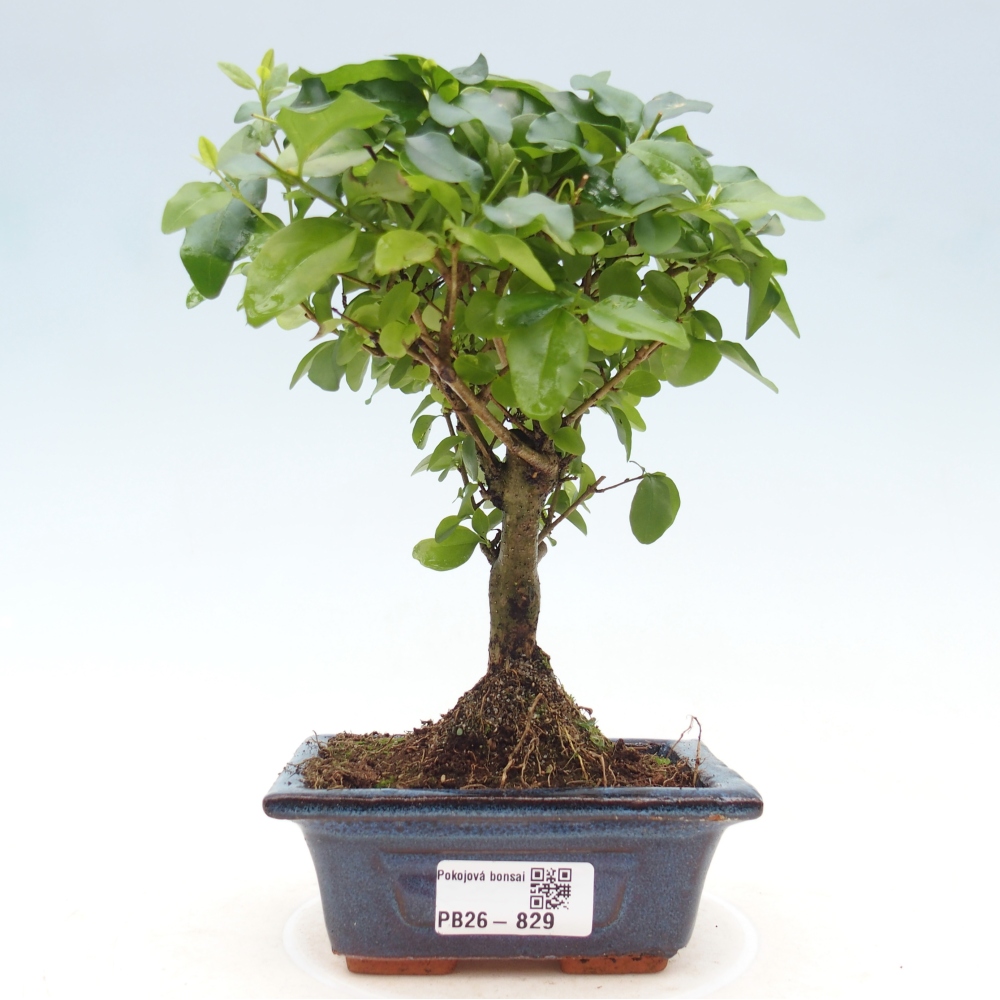 Szobai bonsai -Ligustrum chinensis - Madárcsőr