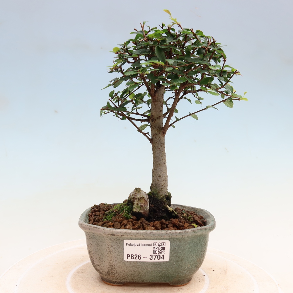 Szobai bonsai - Ulmus parvifolia - Kislevelű szilfa