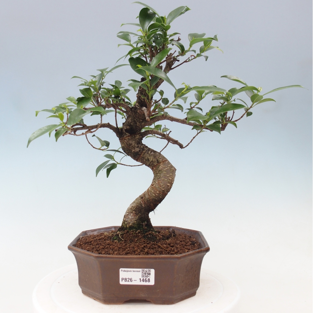 Szobai bonsai - Ficus retusa - kislevelű fikusz