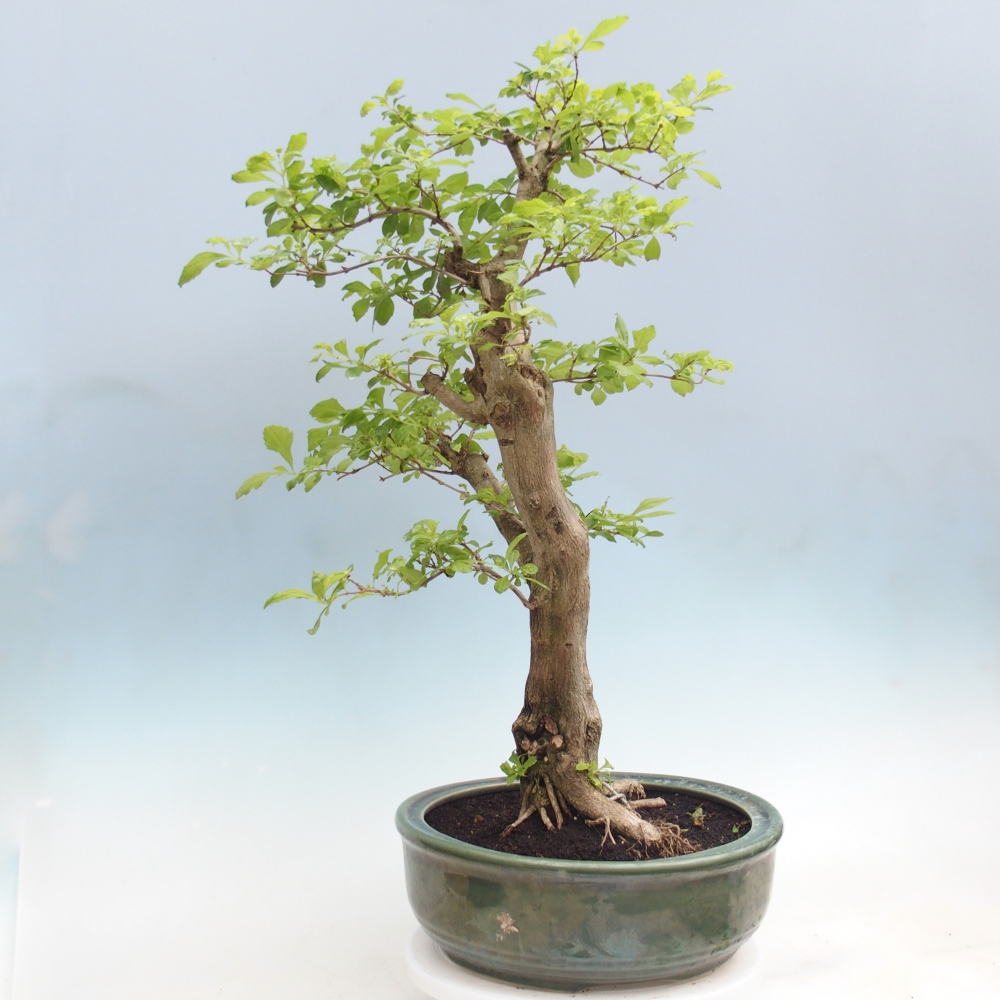 Szobai bonsai - Duranta erecta Aurea - CSAK SZEMÉLYES Begyűjtés vagy raklapos szállítás