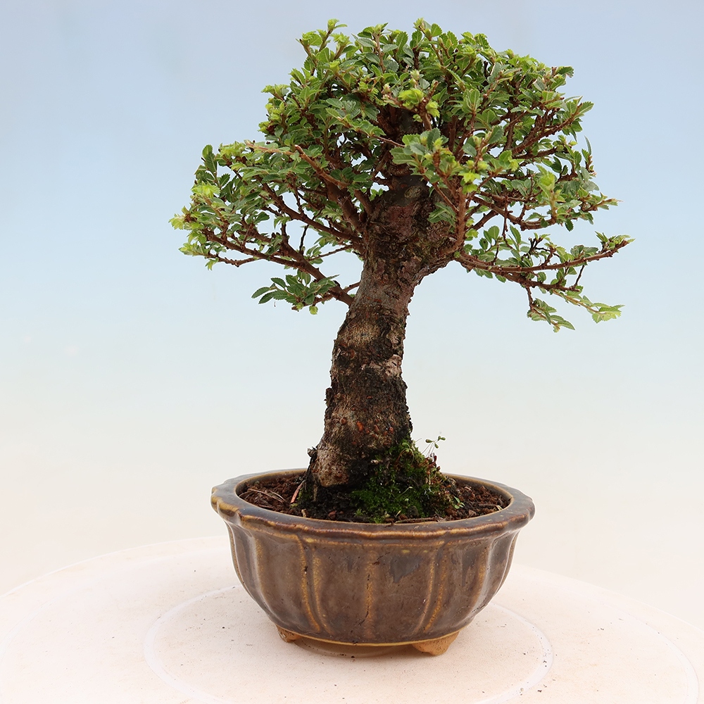 Kültéri bonsai - Ulmus parvifolia Sagei - Kislevelű szilfa