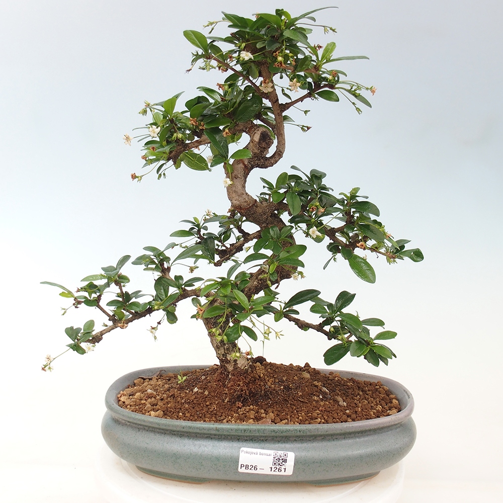 Szobai bonsai - Carmona macrophylla - Tea fuki