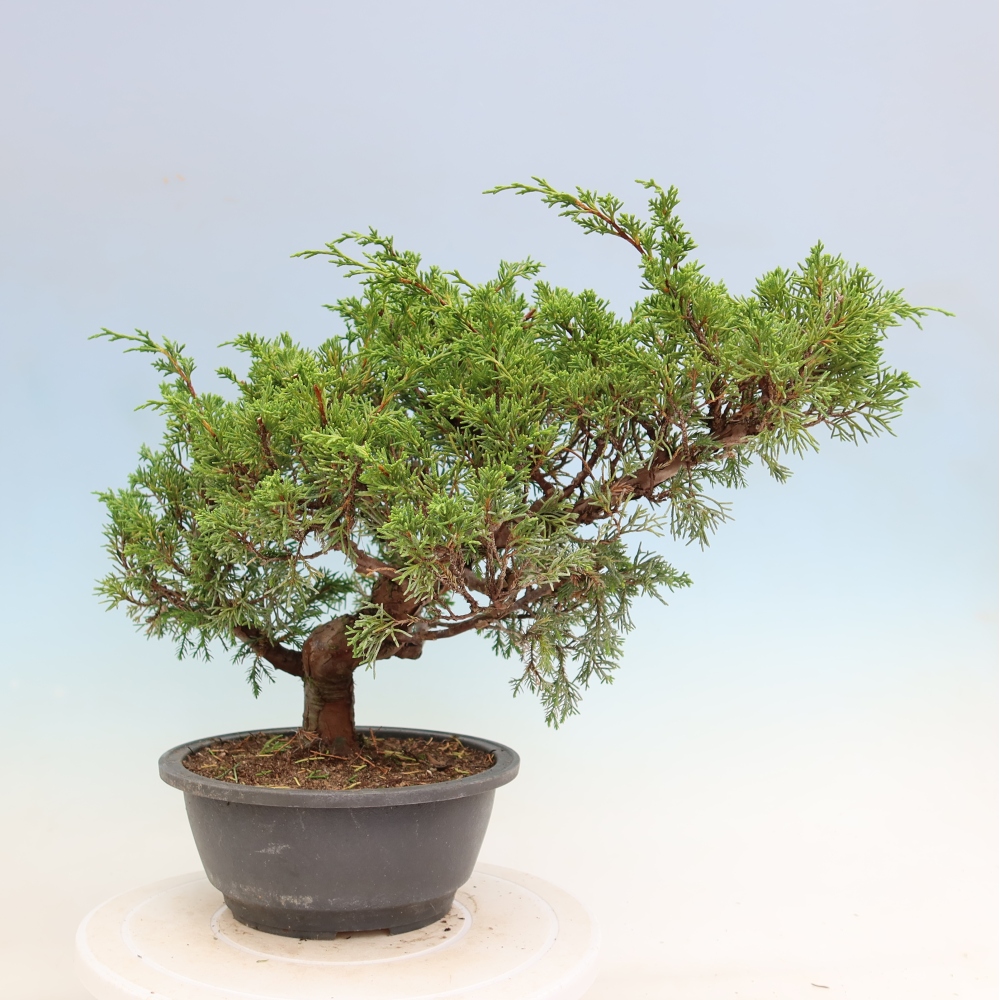 Kültéri bonsai - Juniperus chinensis Itoigawa-Juniperus chinensis
