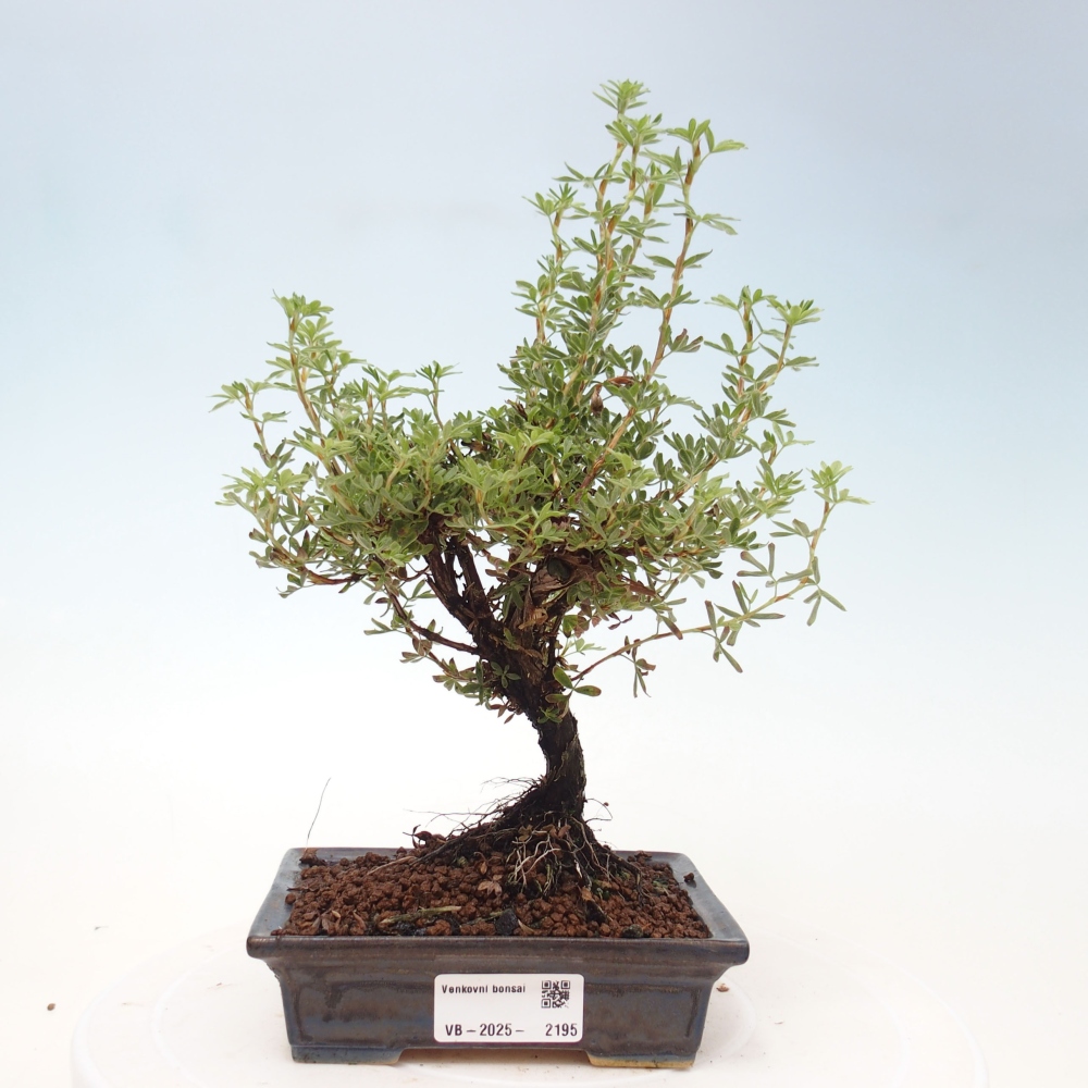 Kültéri bonsai - Potentila fruticosa sárga Bird