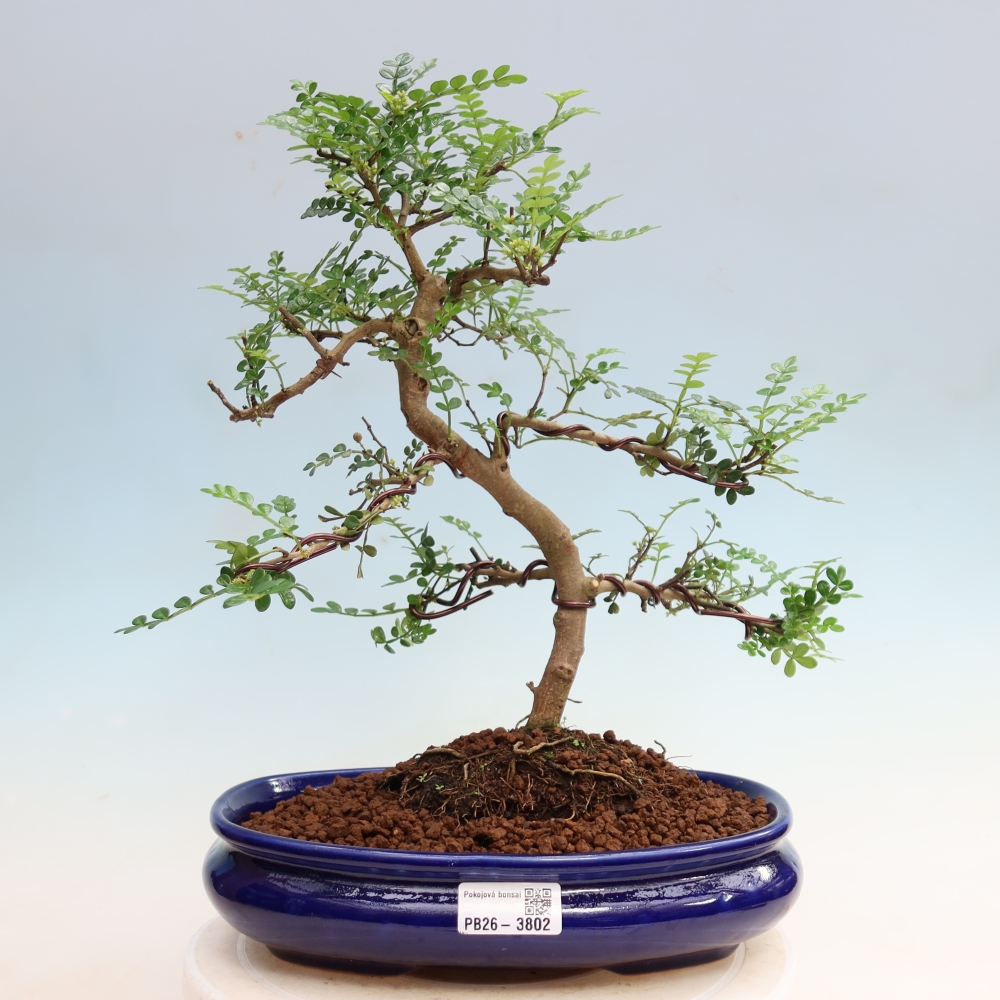 Szobai bonsai - Zantoxylum piperitum - borsfa