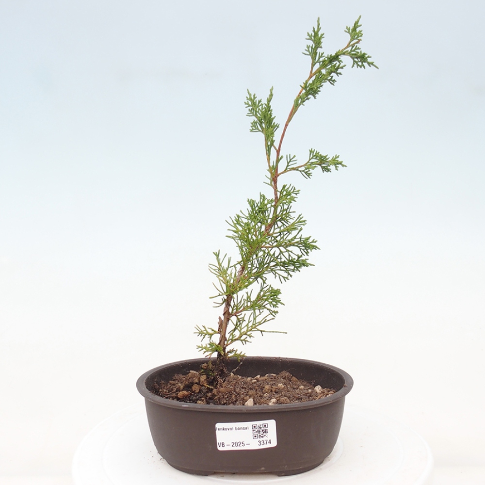 Kültéri bonsai - Juniperus chinensis Itoigawa