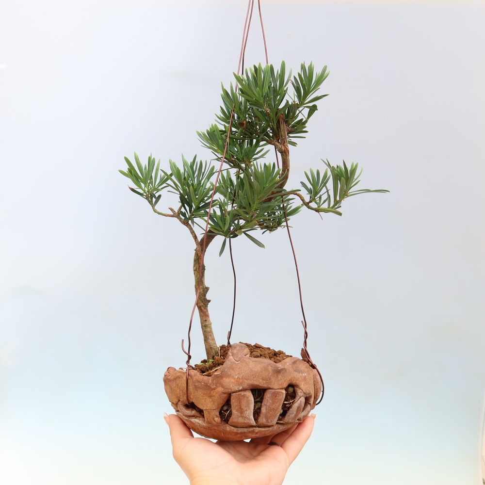 Kokedama kerámiaedényben – Podocarpus – Kőtölgy