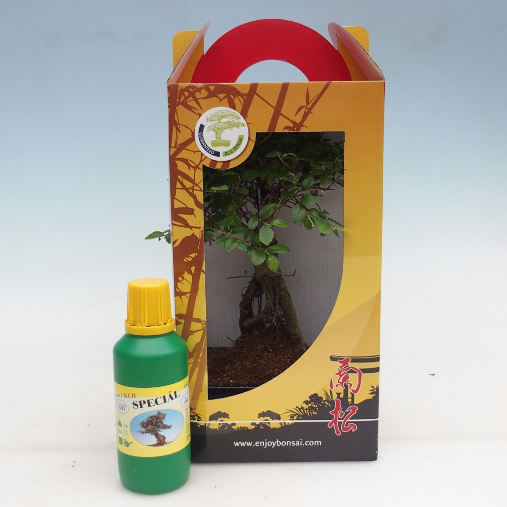 Ulmus parvifolia - kínai szil