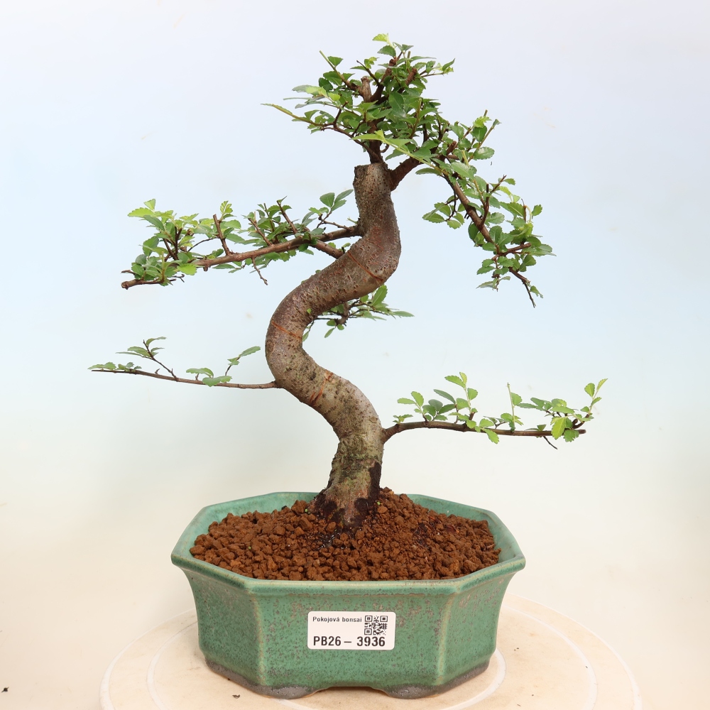 Szobai bonsai - Ulmus parvifolia - Kislevelű szilfa
