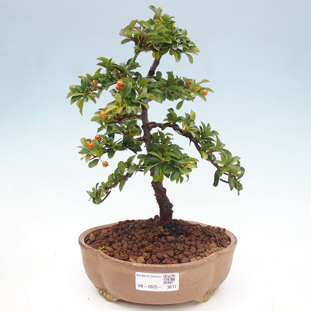 Kültéri bonsai-Pyracantha Teton - Hlox