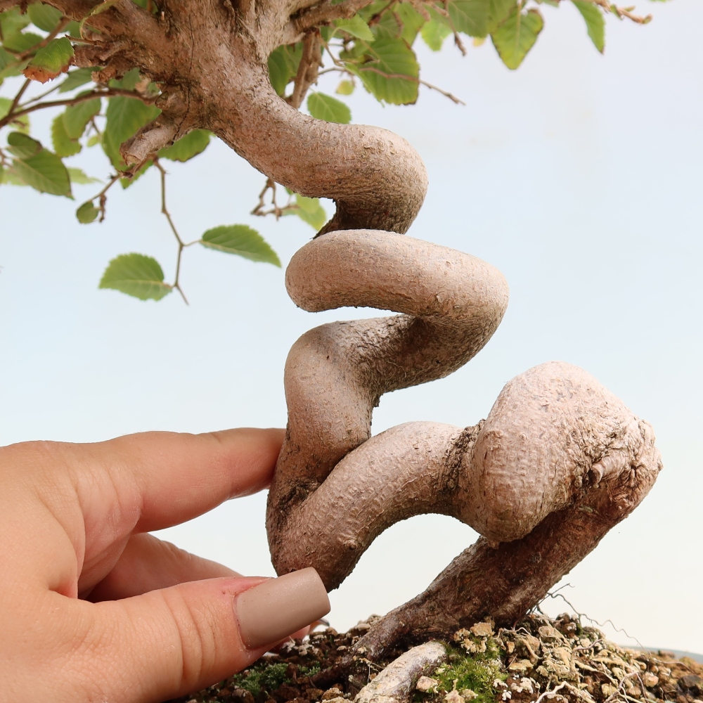 Kültéri bonsai -Carpinus CARPINOIDES - Koreai gyertyánfa