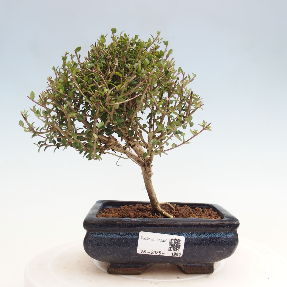 Kültéri bonsai-Lonicera nitida Twiggy - mézvirág